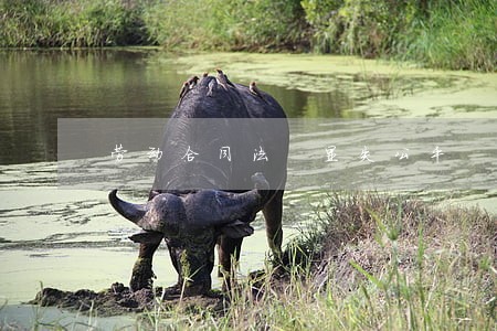 劳动合同法 显失公平 劳动合同法 显失公平